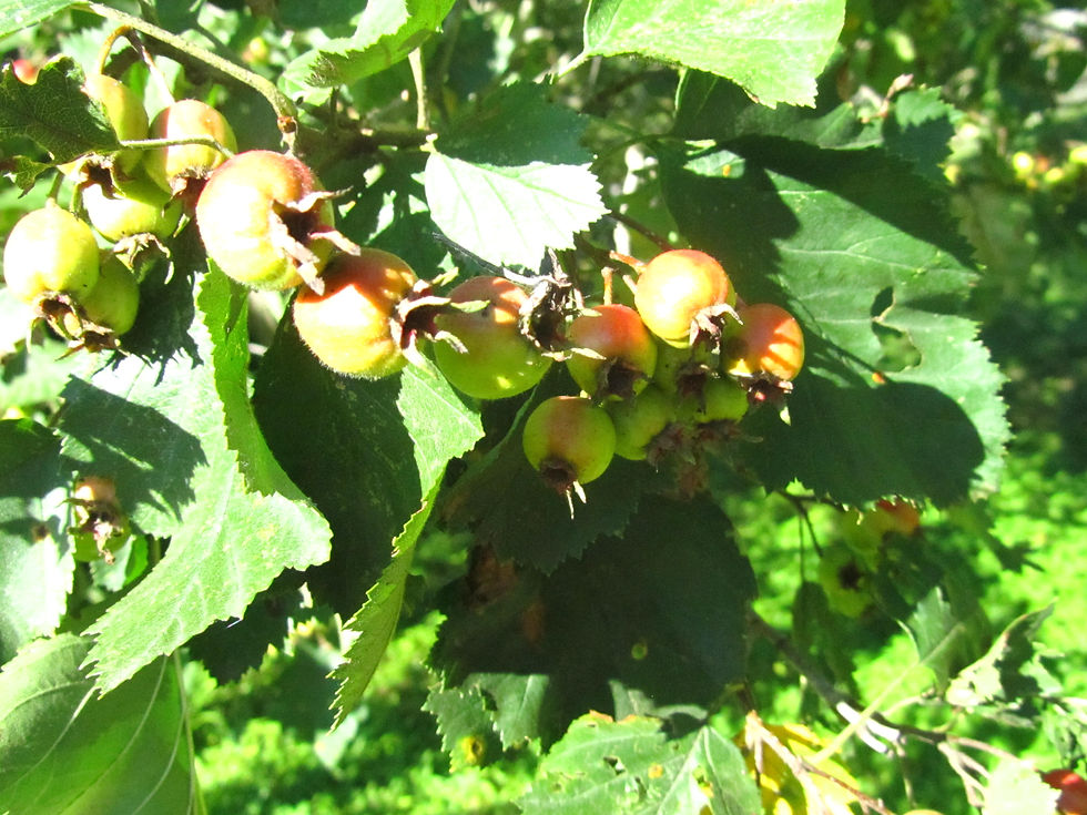 Crataegus fastosa