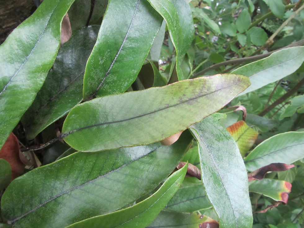 Pyrrosia lingua