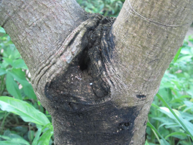 IMG_2203 (Populus tremuloides).jpg