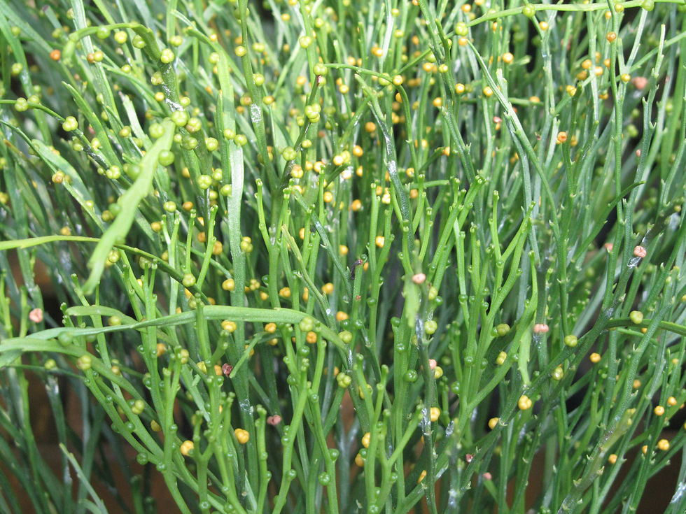 Psilotum nudum