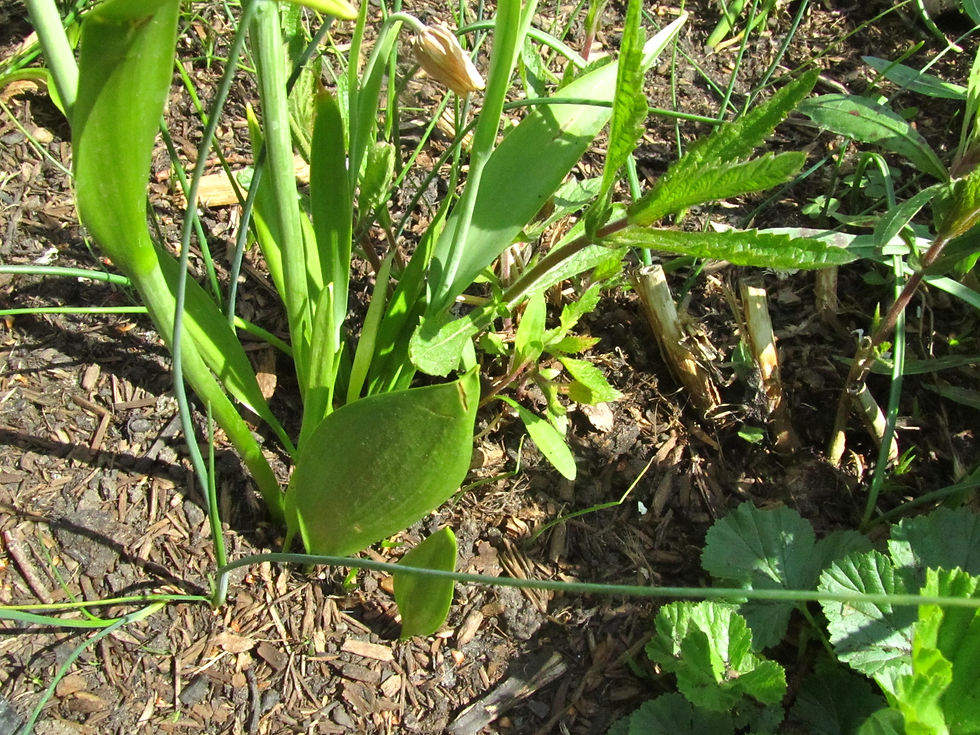Fritillaria uva-vulpis