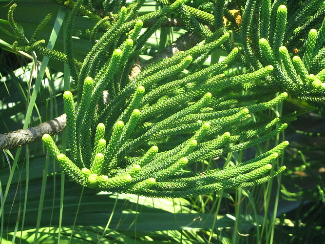IMG_2203 (Populus tremuloides).jpg