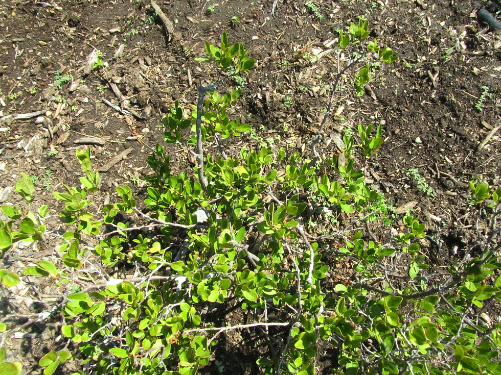 Gaylussacia baccata