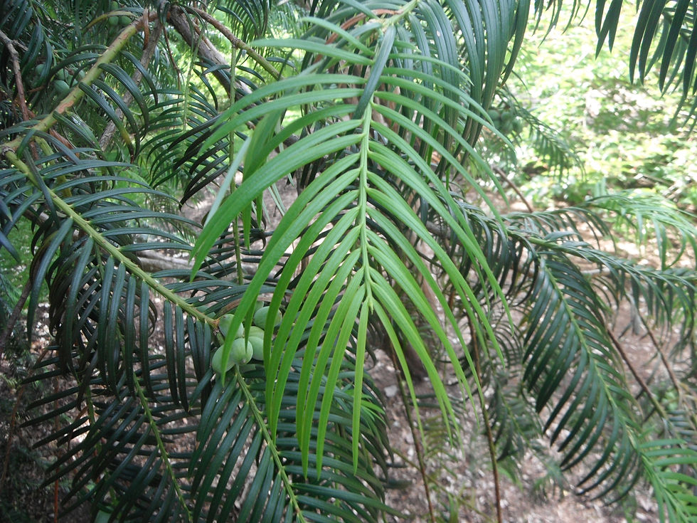 Cephalotaxus fortunei