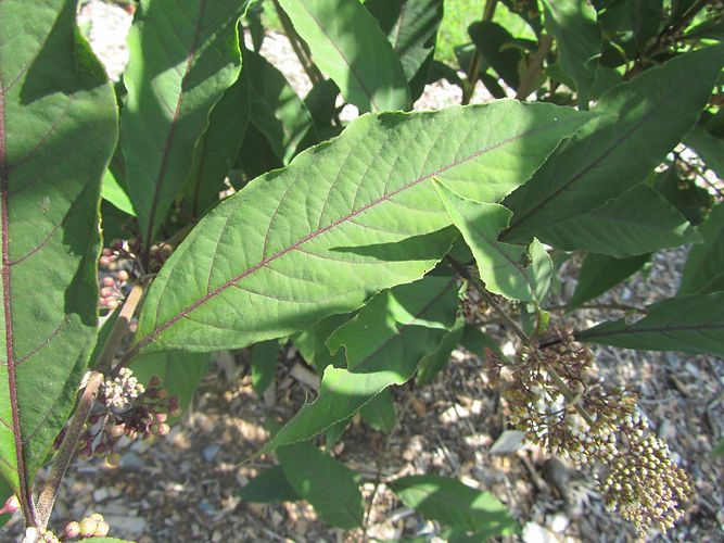 IMG_2203 (Populus tremuloides).jpg