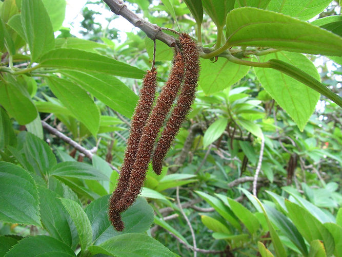 IMG_2203 (Populus tremuloides).jpg
