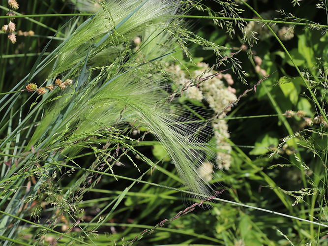 IMG_2203 (Populus tremuloides).jpg