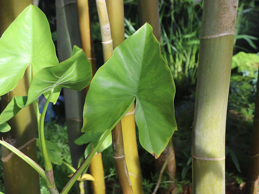 Montrichardia arborescens