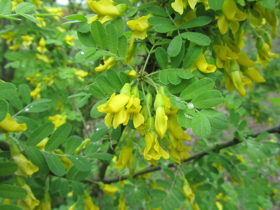 Caragana decorticans