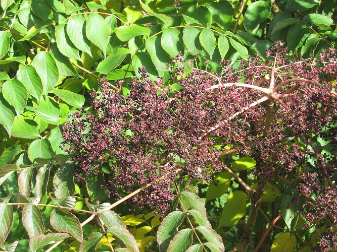 IMG_2203 (Populus tremuloides).jpg