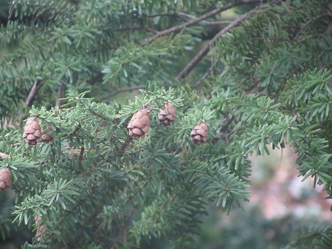 IMG_2203 (Populus tremuloides).jpg