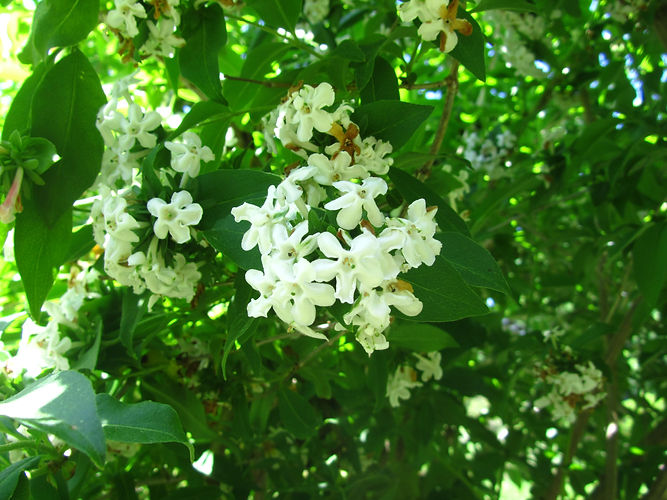 IMG_2203 (Populus tremuloides).jpg