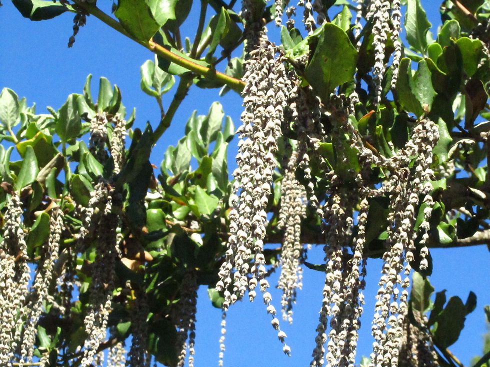 Garrya elliptica 'Evie'