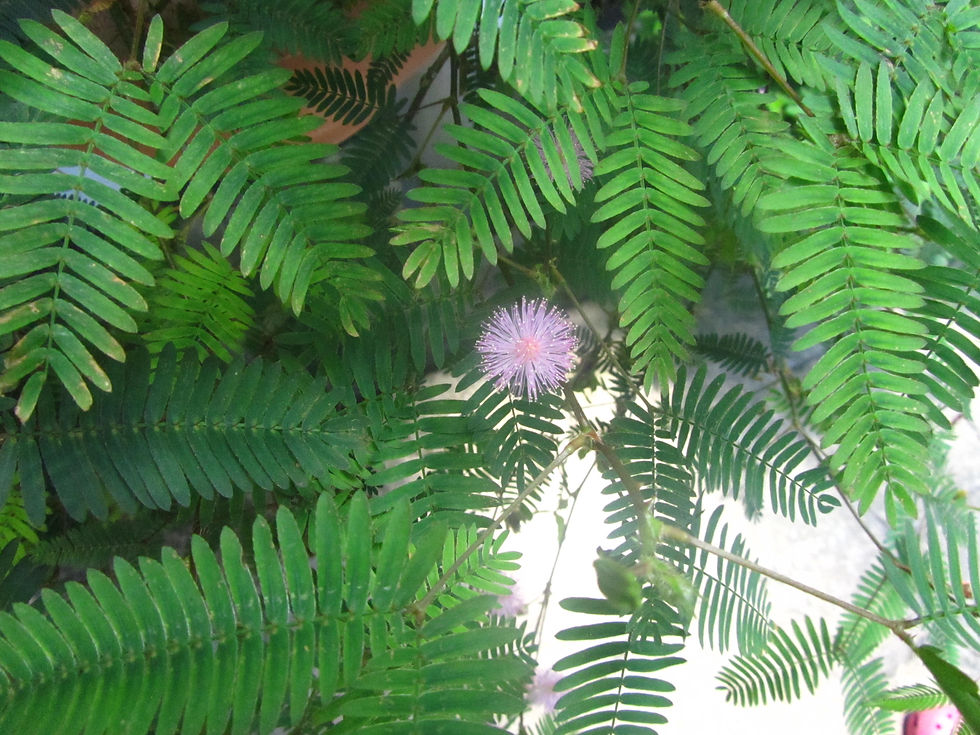Mimosa pudica