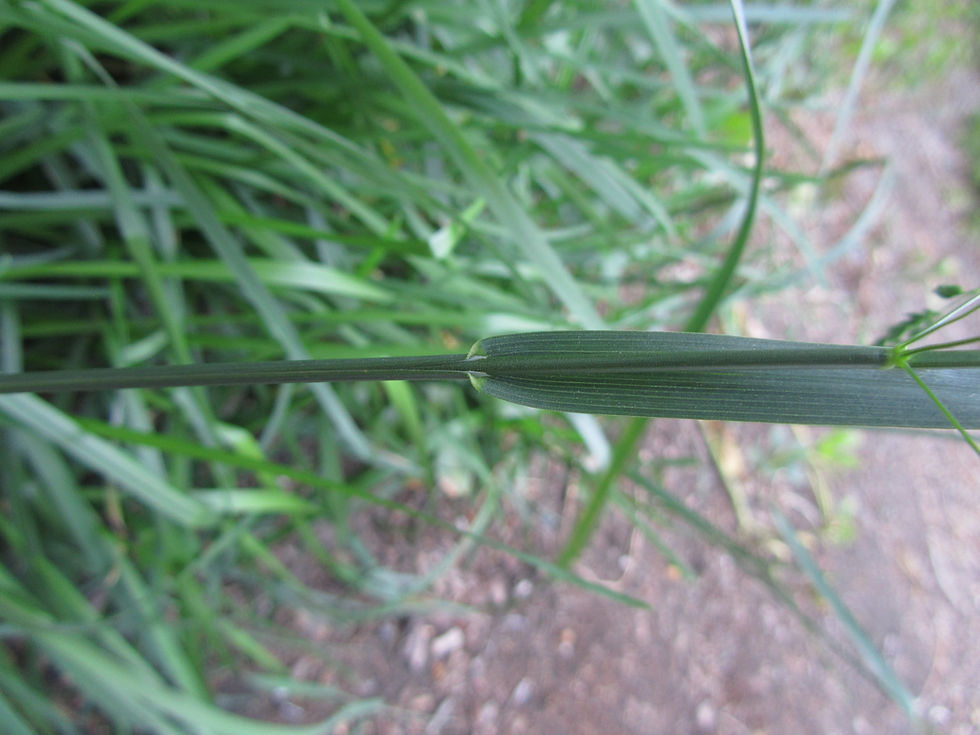 Poa pratensis