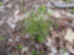 Dendrolycopodium obscurum