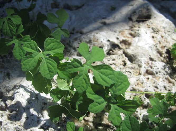 IMG_2203 (Populus tremuloides).jpg