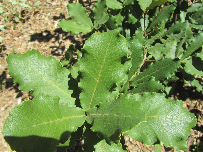 IMG_2203 (Populus tremuloides).jpg