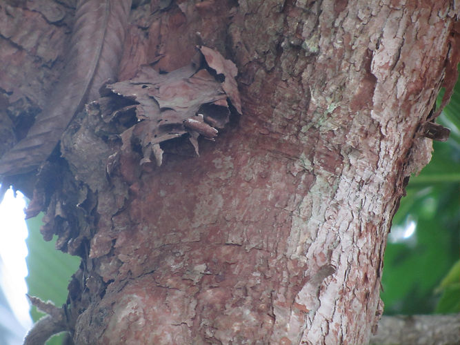 IMG_2203 (Populus tremuloides).jpg