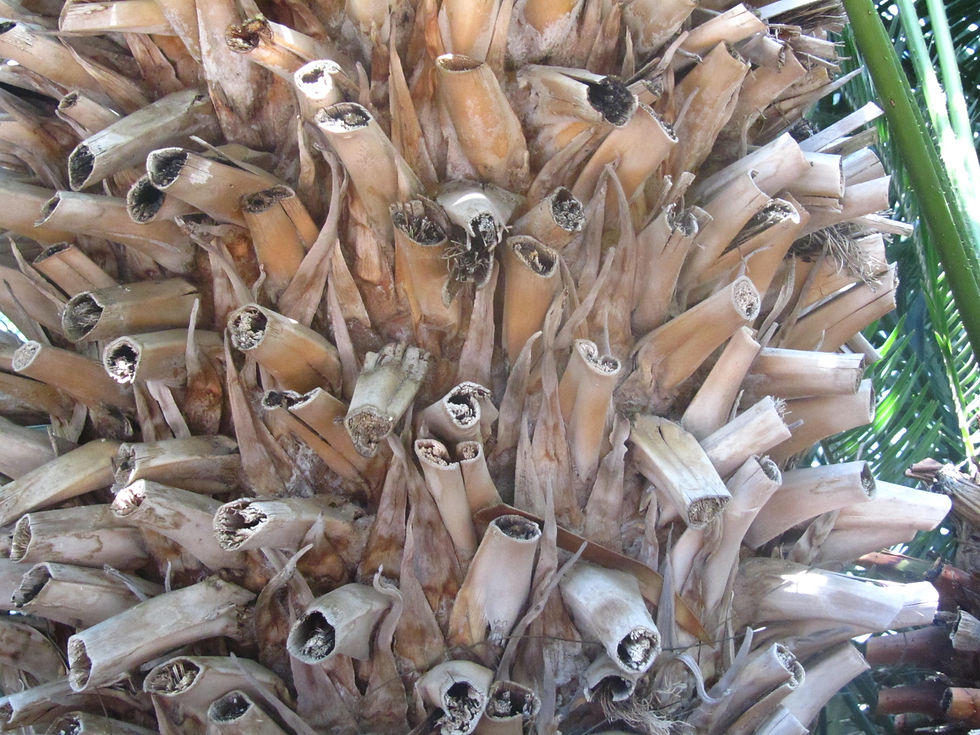 Encephalartos paucidentatus