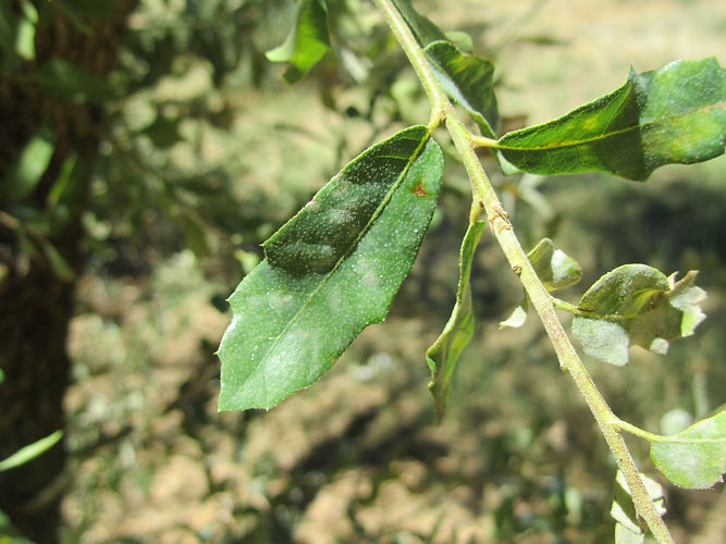 IMG_2203 (Populus tremuloides).jpg