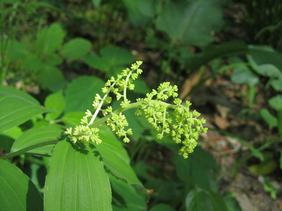 Maianthemum racemosum
