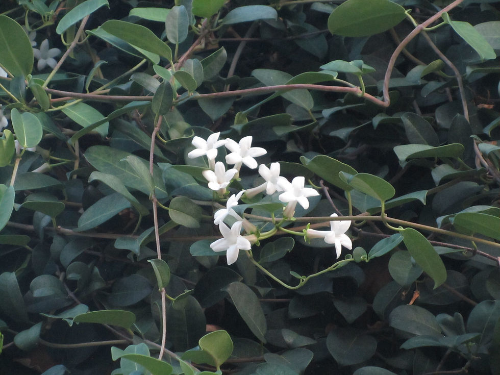Stephanotis floribunda