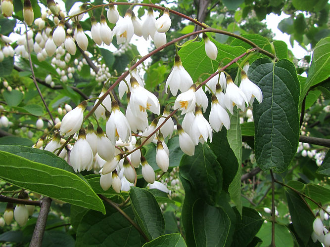 IMG_2203 (Populus tremuloides).jpg