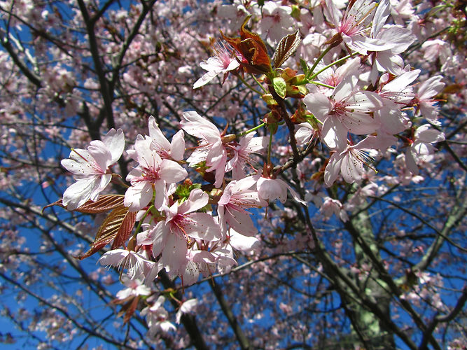 IMG_2203 (Populus tremuloides).jpg