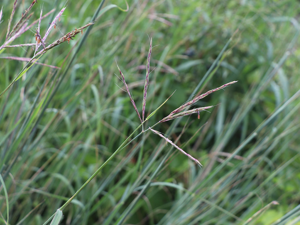 Andropogon gerardi