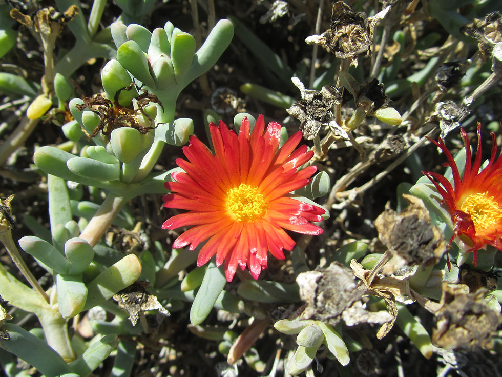 Malephora crocea