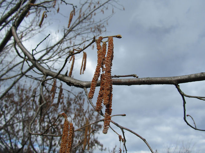 IMG_2203 (Populus tremuloides).jpg