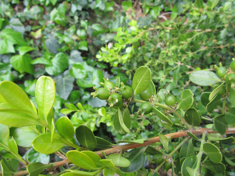Buxus sempervirens