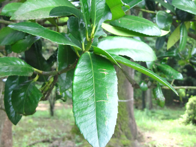 IMG_2203 (Populus tremuloides).jpg