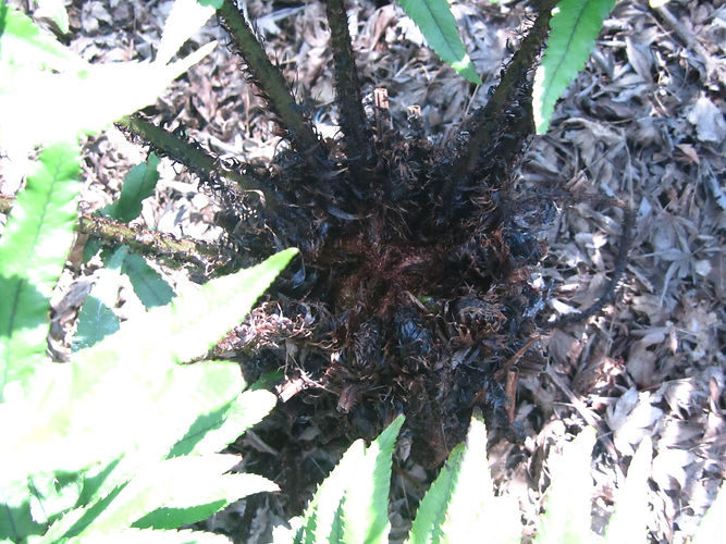 IMG_2203 (Populus tremuloides).jpg