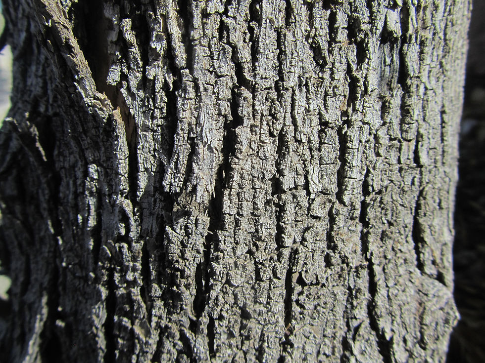 Fraxinus velutina