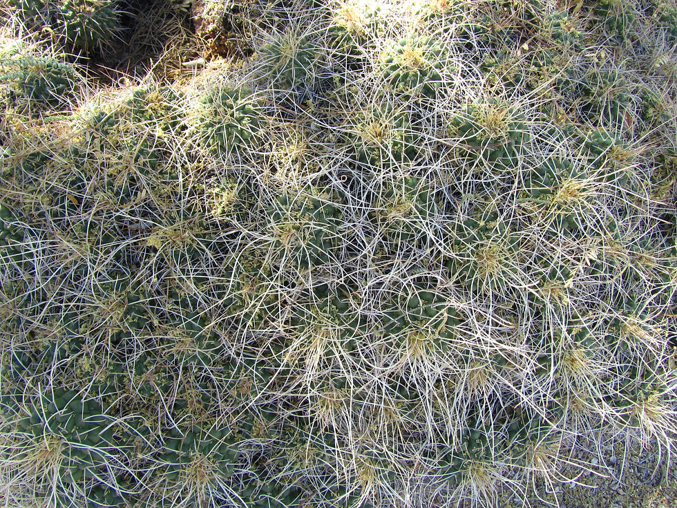 Mammillaria compressa