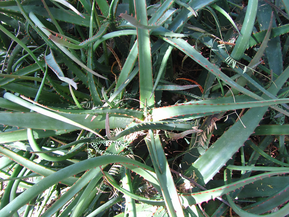 Aloe camperi
