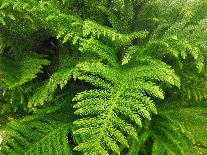 IMG_2203 (Populus tremuloides).jpg