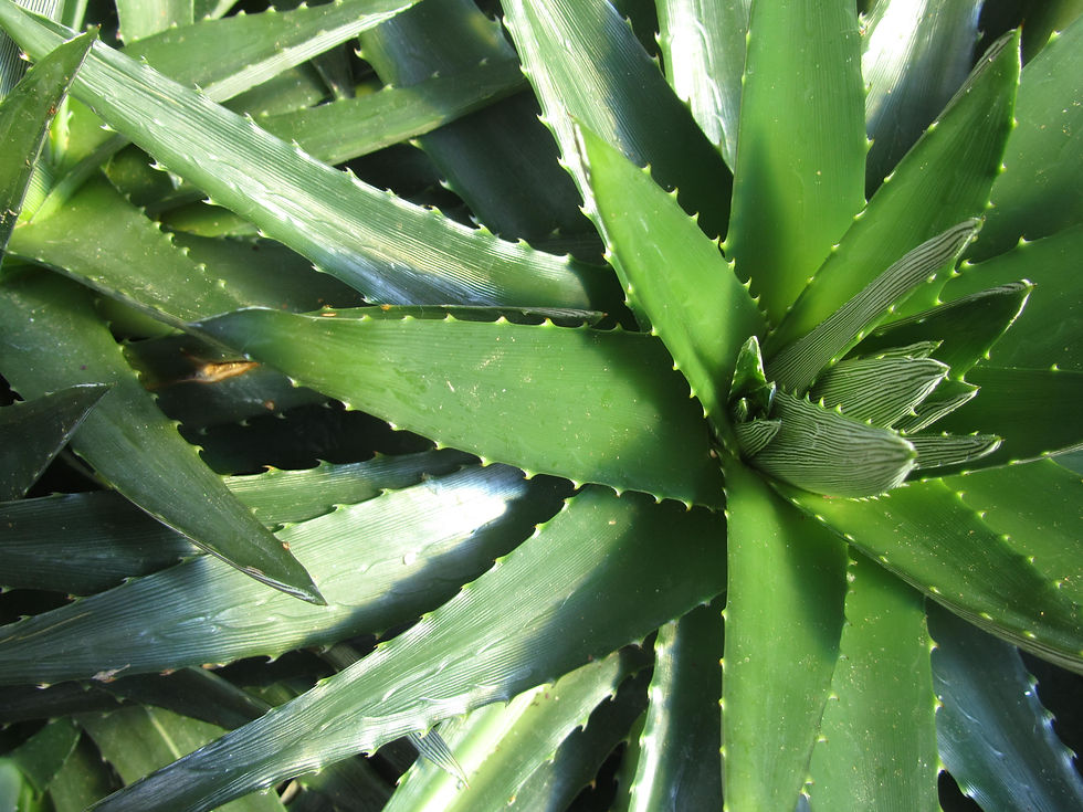 Dyckia brevifolia