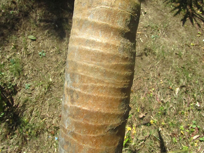 IMG_2203 (Populus tremuloides).jpg