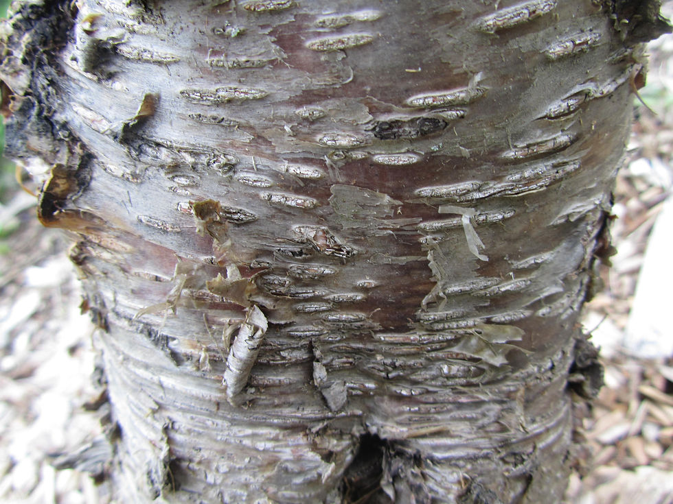 Betula utilis ssp. utilis