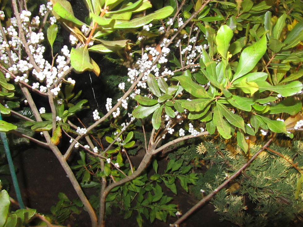 Myrica pensylvanica