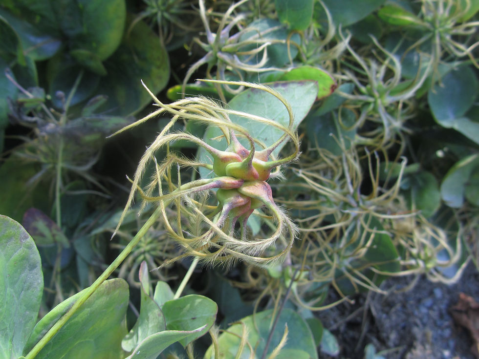Clematis addisonii