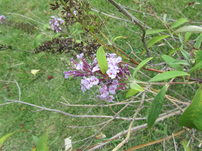 IMG_2203 (Populus tremuloides).jpg