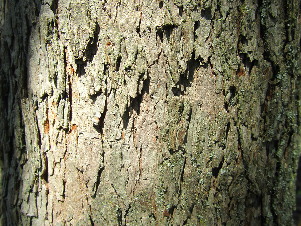 Crataegus pruinosa