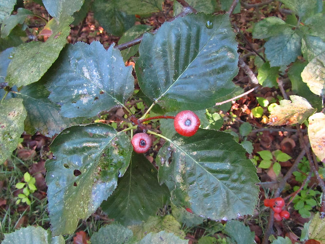 IMG_2203 (Populus tremuloides).jpg