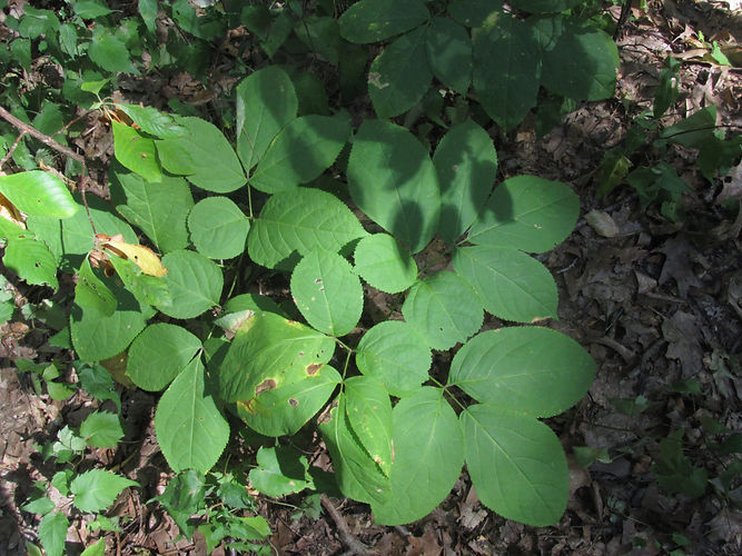 IMG_2203 (Populus tremuloides).jpg