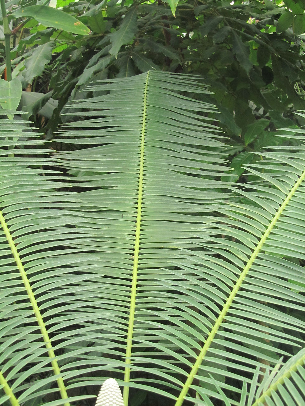 Microcycas calocoma