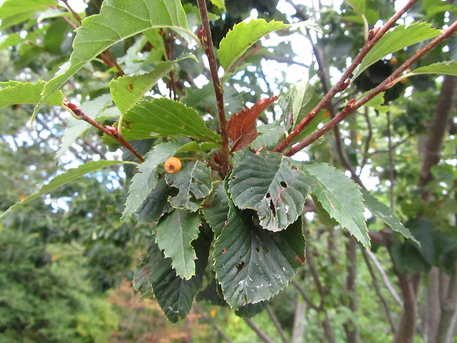 IMG_2203 (Populus tremuloides).jpg